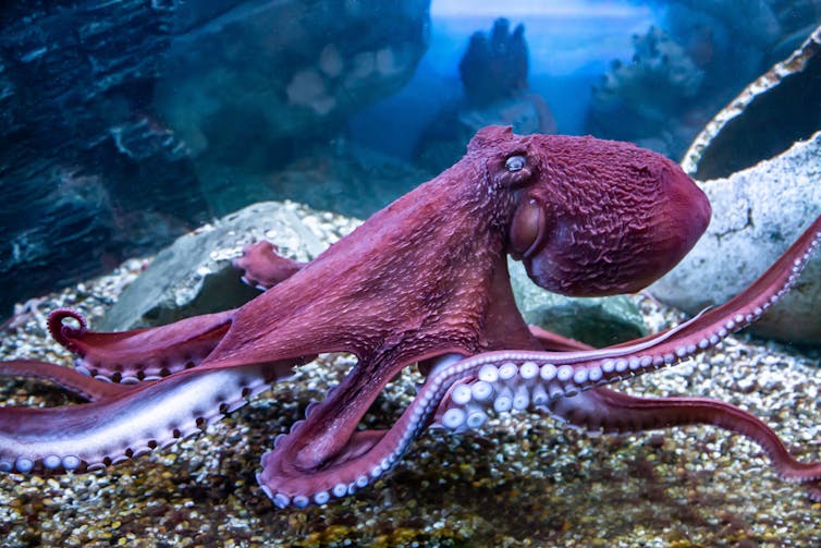 A pink octopus in a tank.