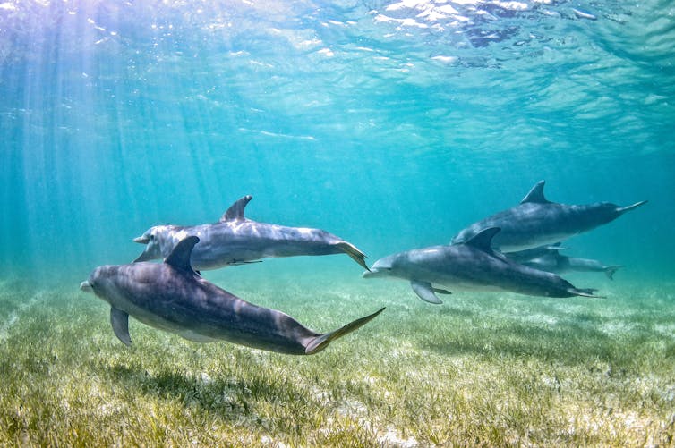 Dolphins swimming over seagrass.