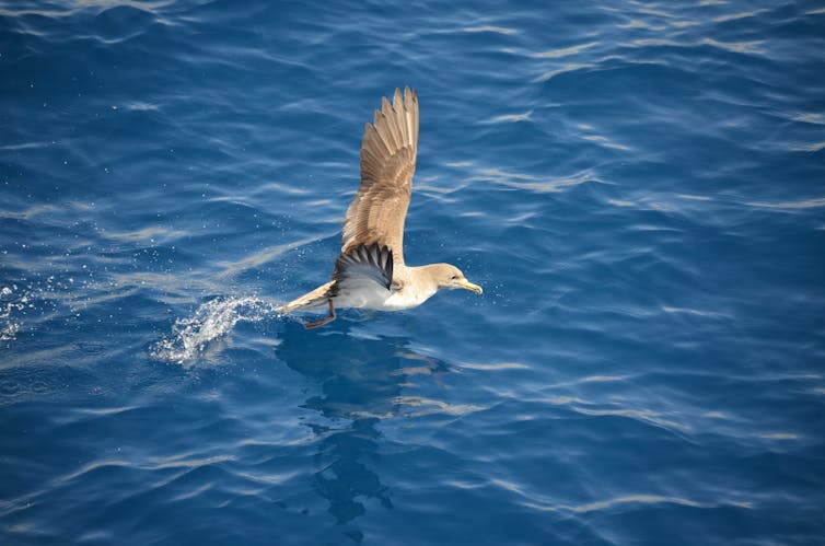A shearwater in the sea.
