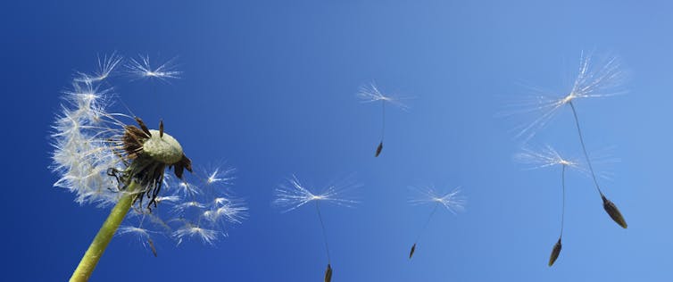 A dandelion in the wind.