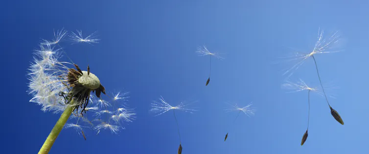 A dandelion in the wind.