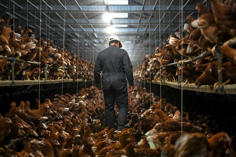 Elevage de poulets en France.