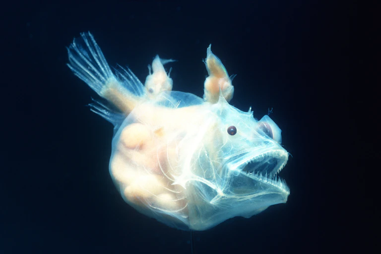 Huge female anglerfish with two small males fused to her