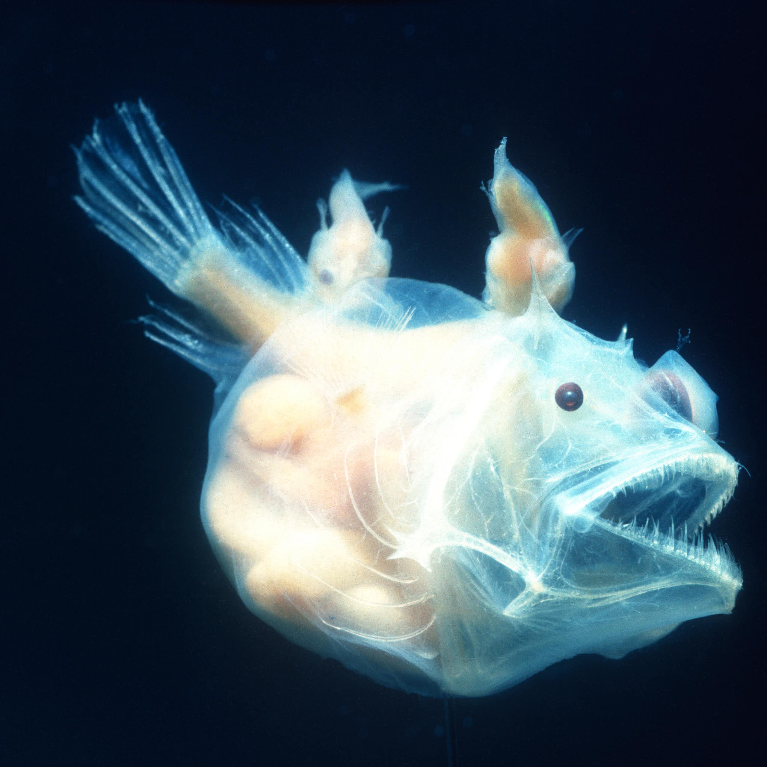 Huge female anglerfish with two small males fused to her