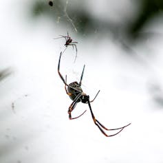 Large spider and small one in a web