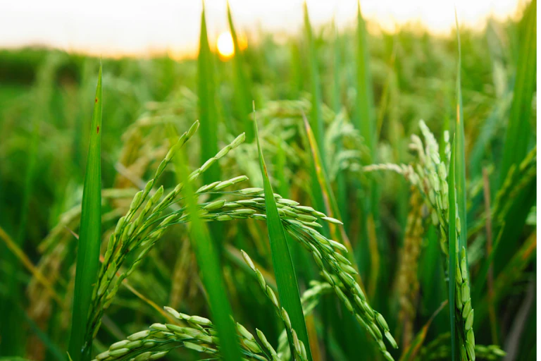 Photographie de riz en gros plan.