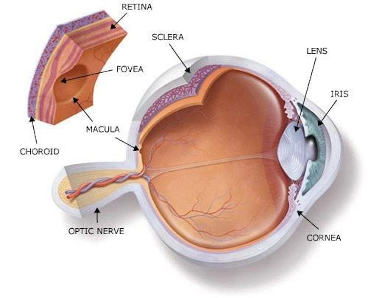 A diagram of an eye seen from the side.
