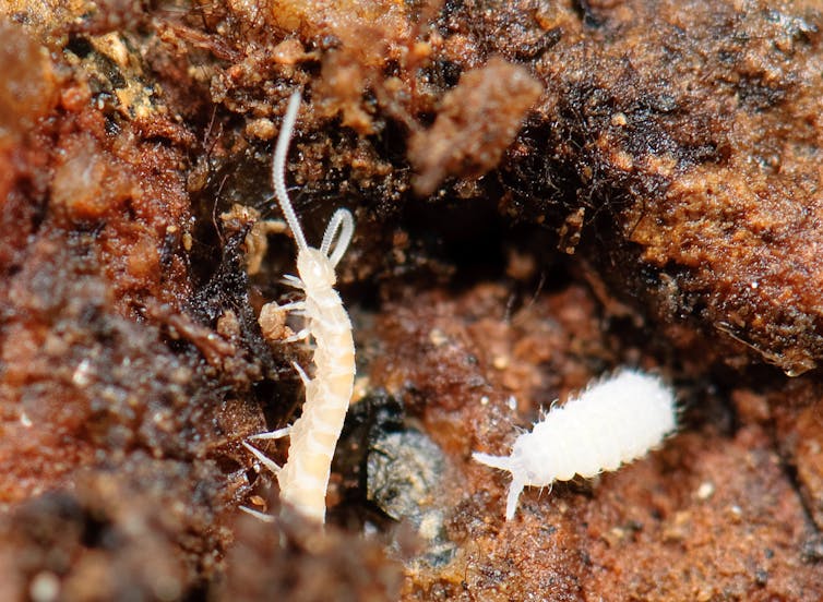 Two centipede-like creatures were caught on camera shortly after picking up a rock.