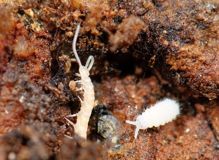 Two centipede-like creatures caught on camera immediately after a rock is lifted.