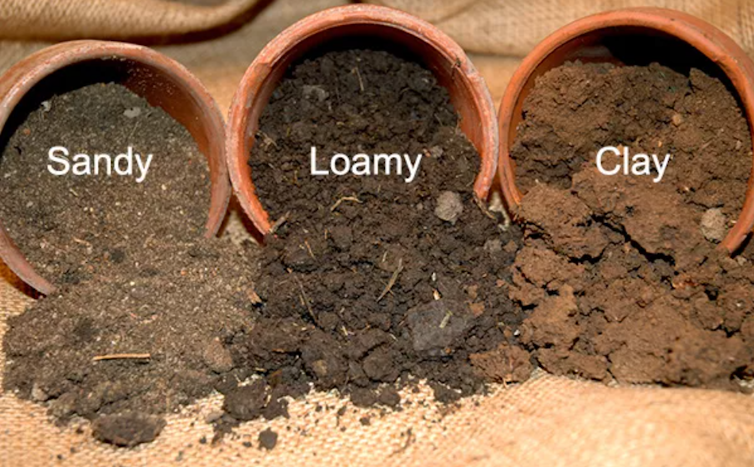 Three different types of soil are spread over the pots – sandy is heavier-grained, clay is fine-grained and coarse, and loam is deeper.