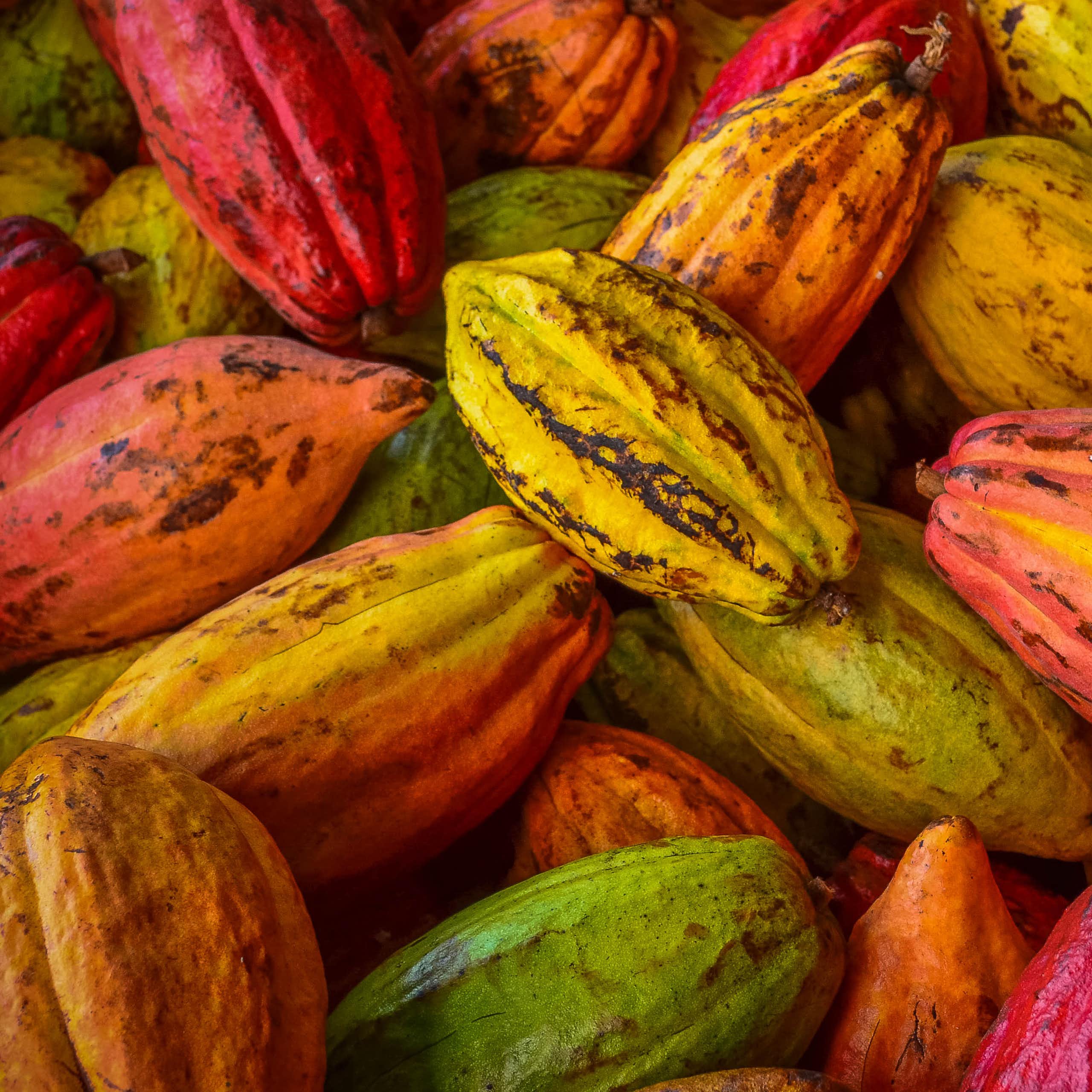 flatlay shot of brightly coloured (red green yellow) cacao pods in a pile