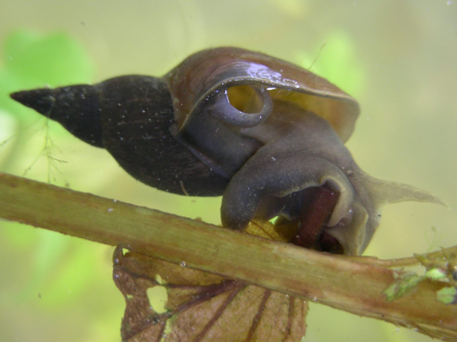 Snails take male role in sex when released from solitary confinement