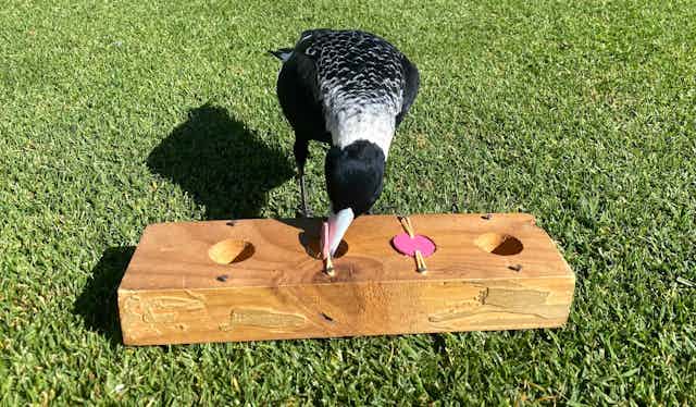 A photo of a magpie pecking at a wooden block with two coloured plastic lids in it, covering holes.
