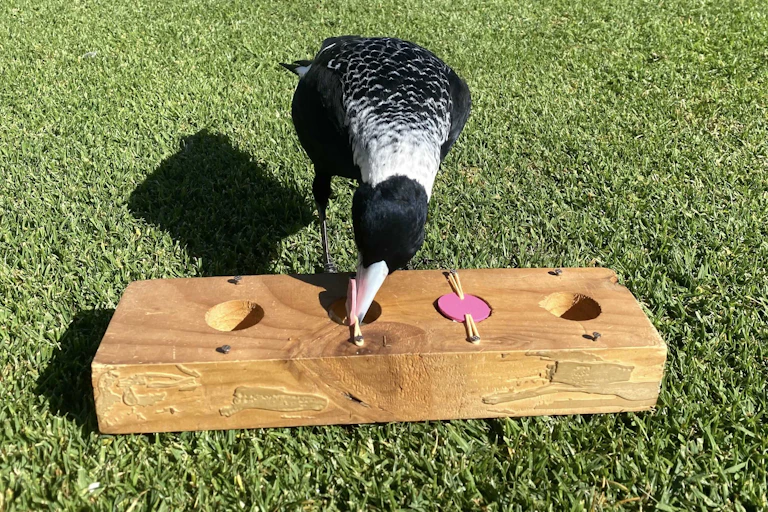 A photo of a magpie pecking at a wooden block with two coloured plastic lids in it, covering holes.