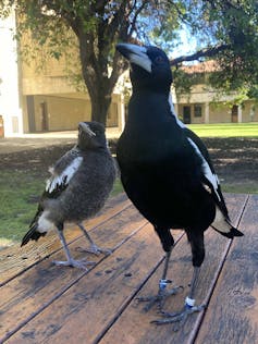 A mother magpie and a fledgling standing side by side.