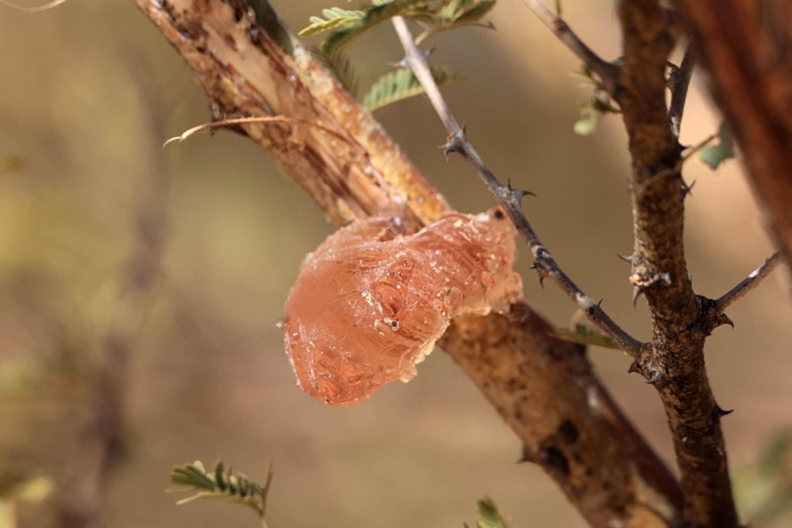 A picture of on a gum arabic sap seen on an acacia tree in the state-owned Demokaya research forest in north Kordofan, Sudan, on January 9, 2023.