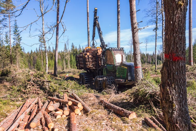 Logging machine in forest
