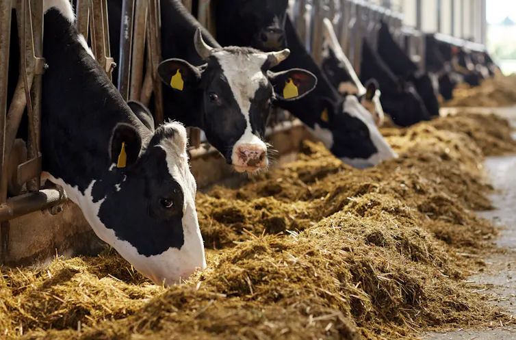 Cows in stalls eating hay.