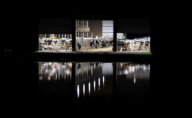 Cows are seen ain a barn against a night sky and reflective water.