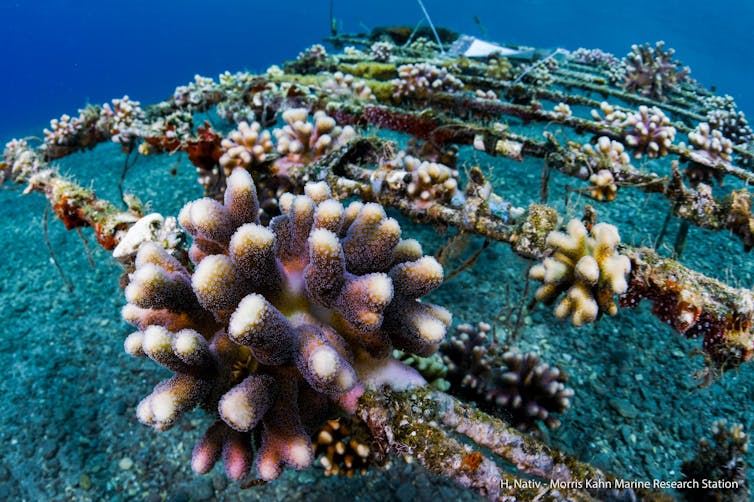 Rows of metal poles with corals growing on them.