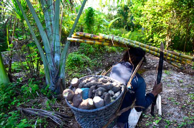 Foto mostra anciã indígena carregando um cesto de mandioca nas costas e cana-de açúcar na cabeça