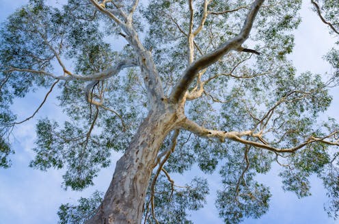 Large old trees are vital for Australian birds. Their long branches and hollows can’t be replaced by saplings