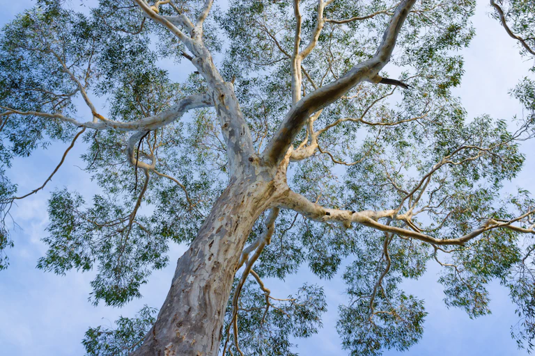 old gum tree
