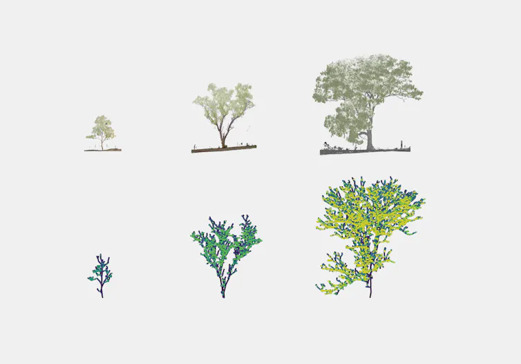 Small, medium, and large trees