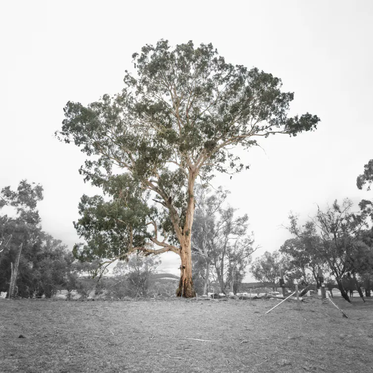 A large old tree