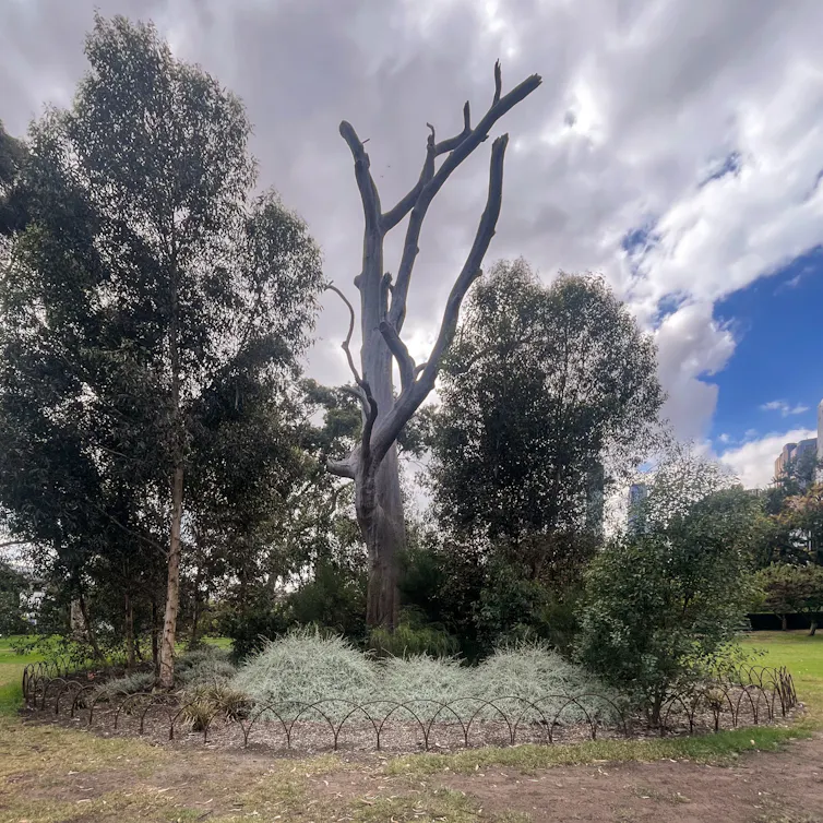 A dead tree
