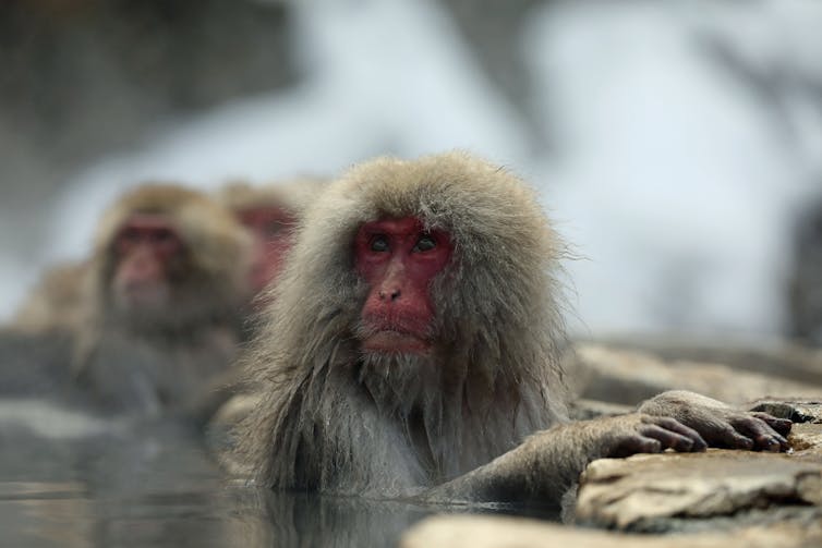 Un macaque dans une source chaud