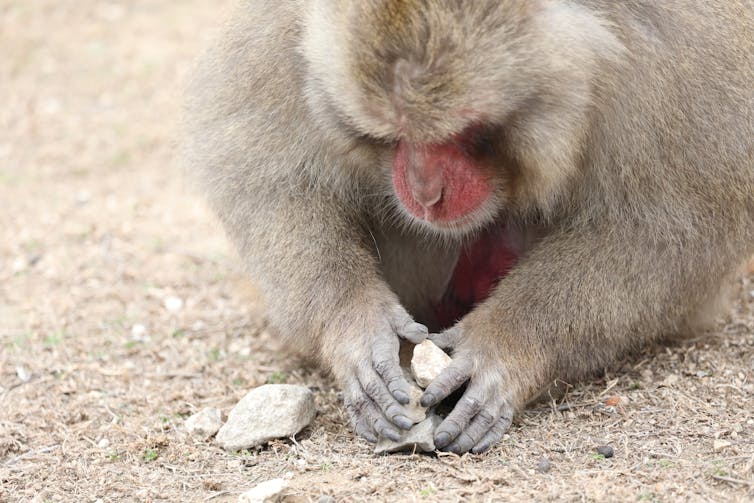 Un macaque est penché vers le sol, où il prend des pierres entre ses mains