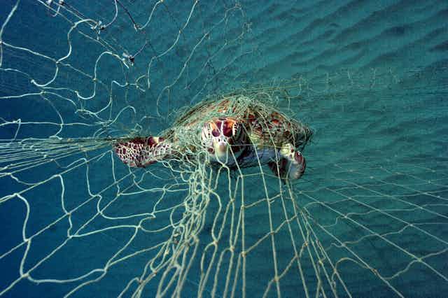 Lighted fishing nets may save sharks, sea turtles from accidental