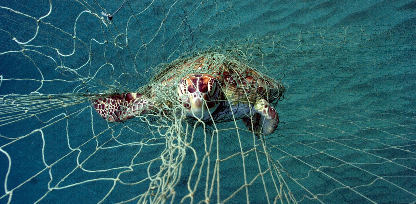 Green lights on fishing nets could slash bycatch of sea turtles, says research