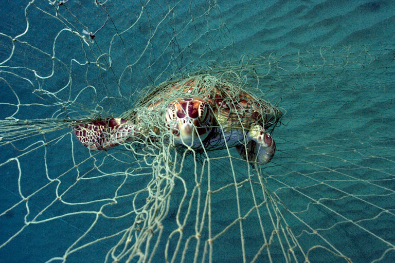 Underwater image, clear green sea water, turtle swimming towards camera and tangled up in fishing net