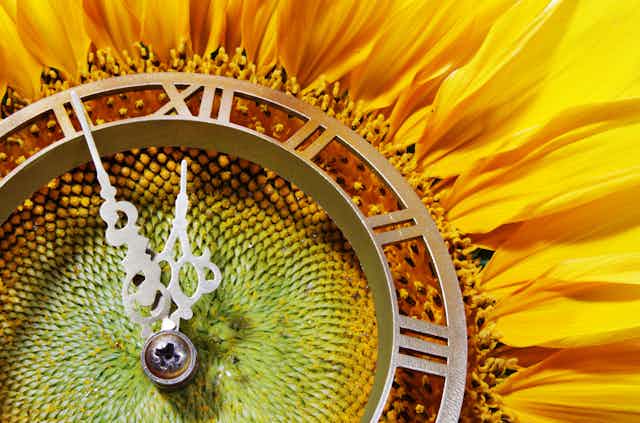 Sunflower clock concept