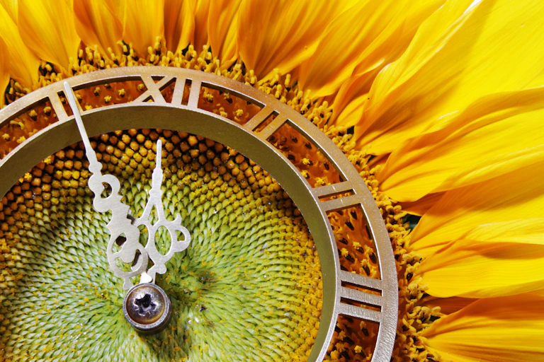 Sunflower clock concept