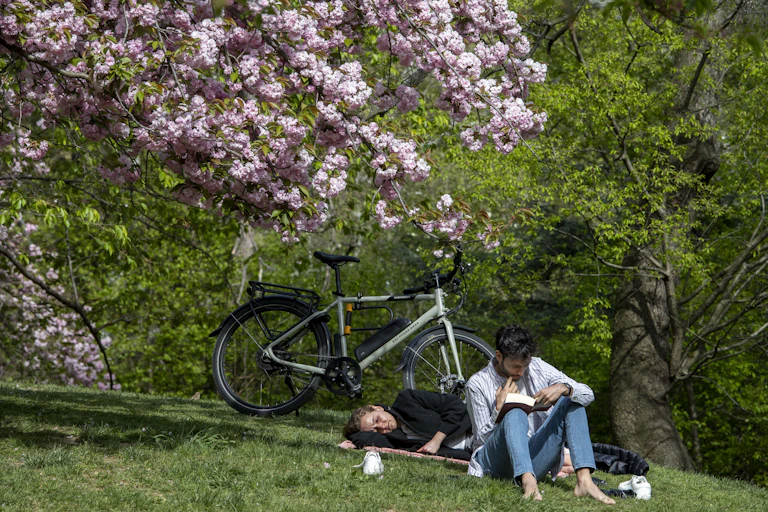 Two people resting under a flowering cherry tree with a bicycle propped nearby.