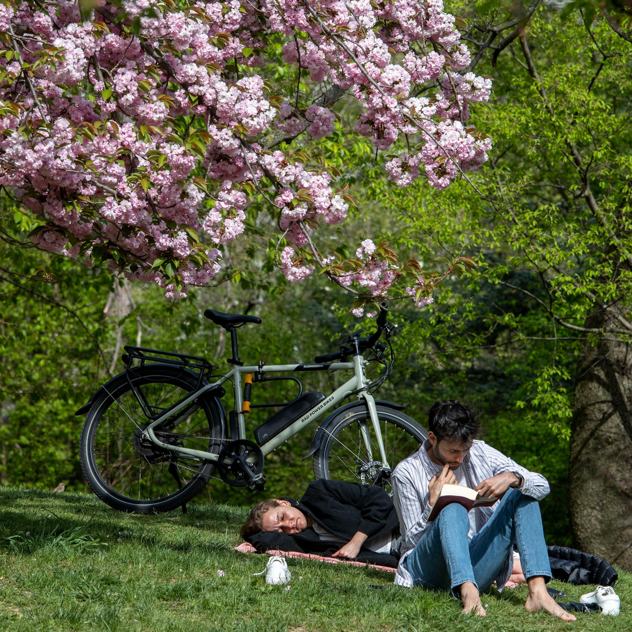 Two people resting under a flowering cherry tree with a bicycle propped nearby.