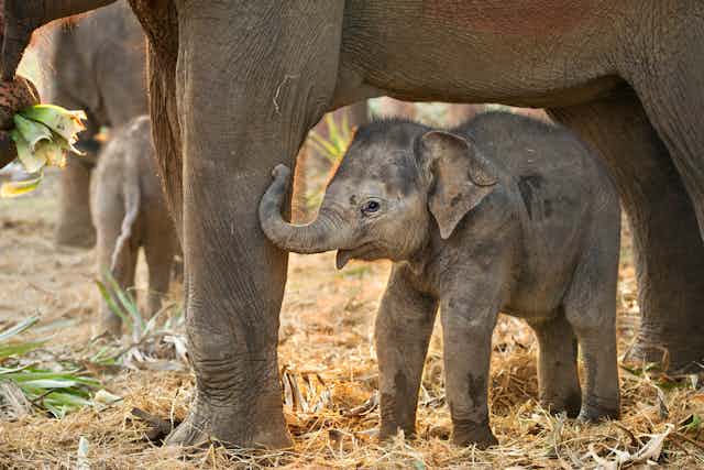 Baby elephant calf stands under legs of adult elephant, yellow grassy ground, blurred elephants in background