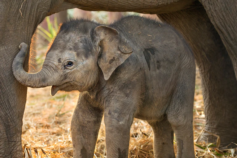 Baby elephant calf stands under legs of adult elephant, yellow grassy ground, blurred elephants in background
