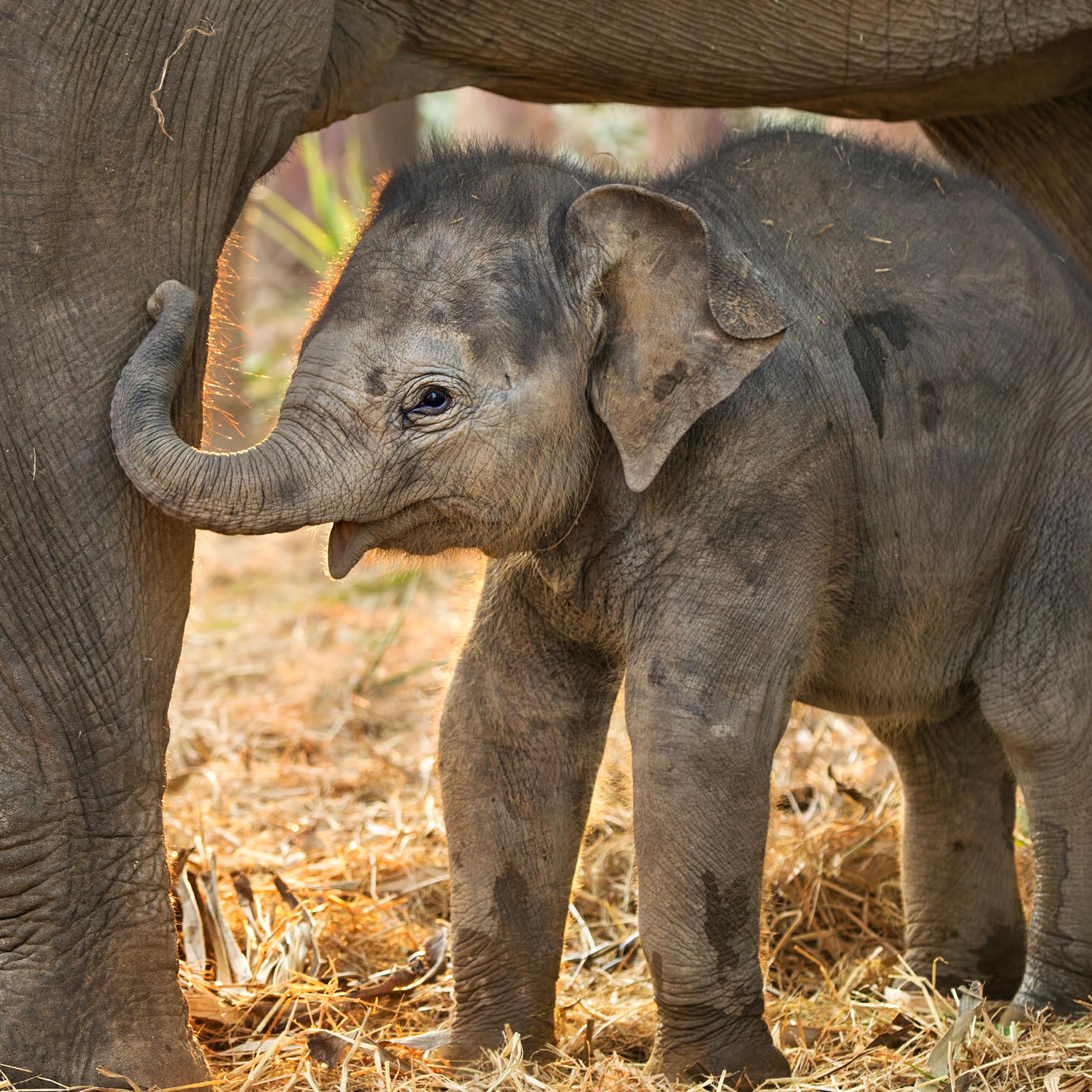 Baby elephant calf stands under legs of adult elephant, yellow grassy ground, blurred elephants in background