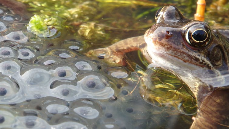 A frog in a pond surrounded by spawn.