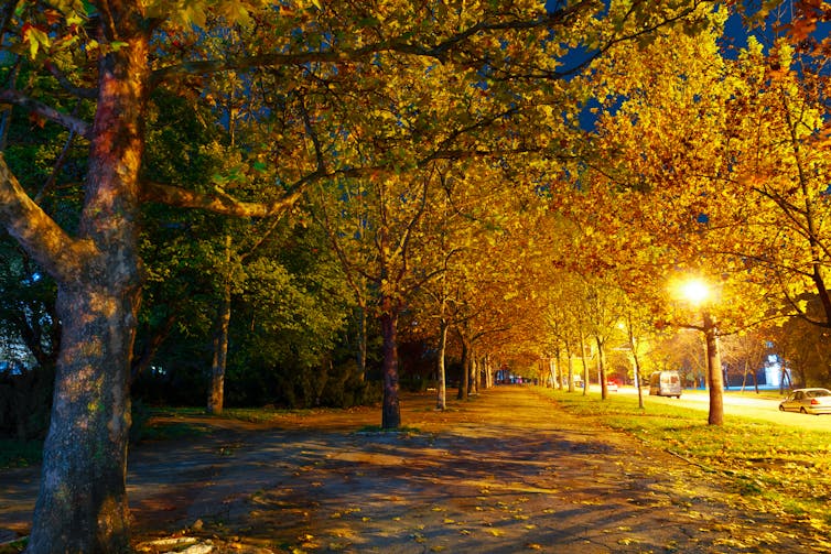 A tree-lined urban path in the evening.