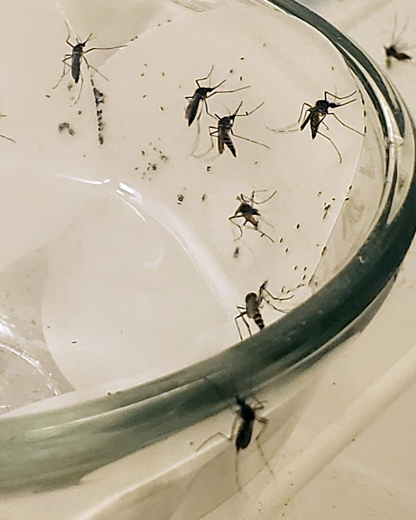 A half-dozen mosquitoes spread along the inside of a container.
