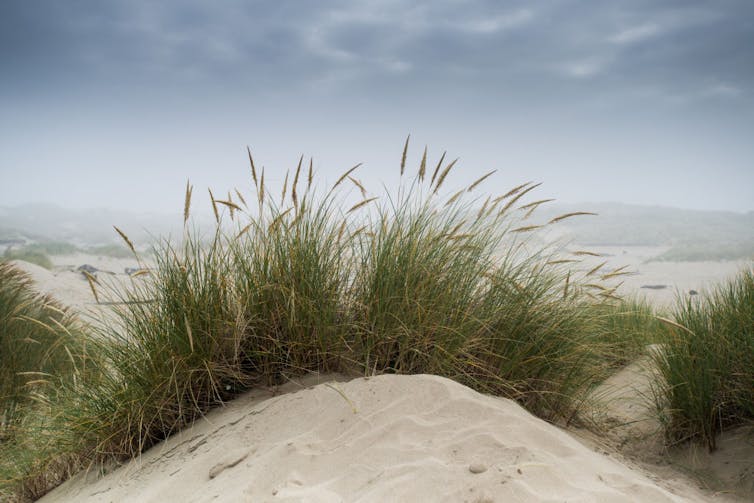 Beach grasses planted in sand dunes.