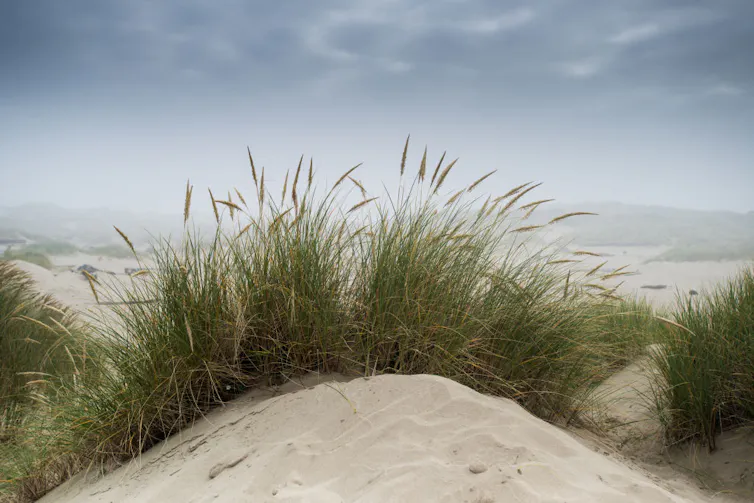 Plantes des dunes