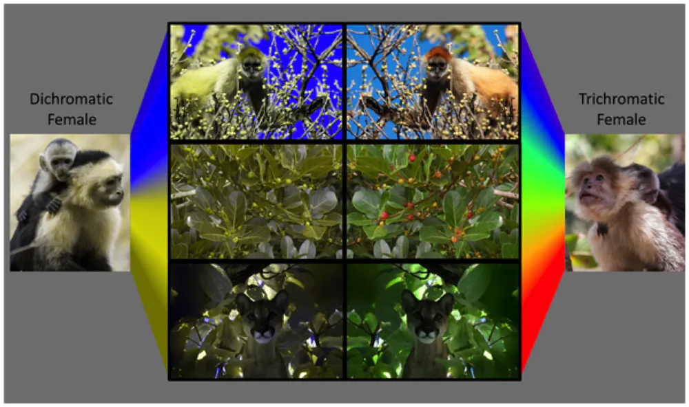 Inside the colourful world of animal vision