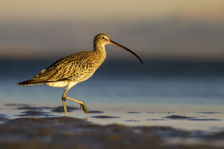 A wading bird in shallow water with a long, slender, curved beak.