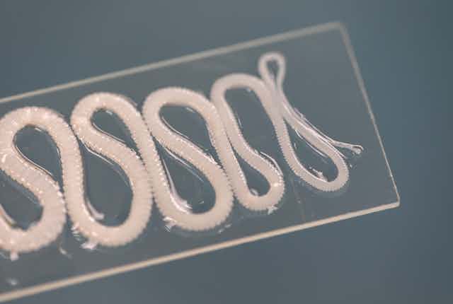 Tapeworm on a glass slide